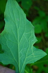 Phytomyza marginella