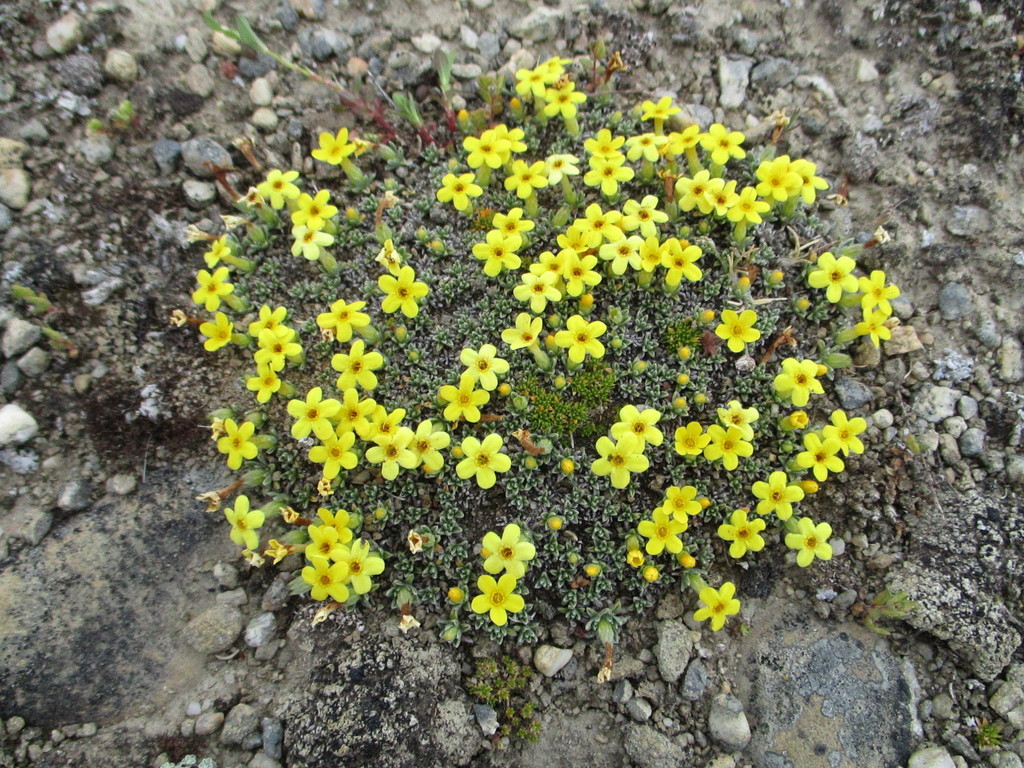Myosotis uniflora