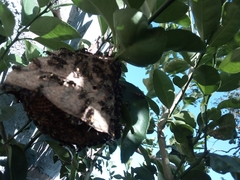 Polybia occidentalis