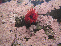 Anemonia alicemartinae