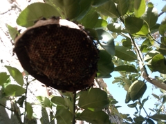 Polybia occidentalis