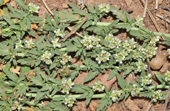 Lepidium navasii