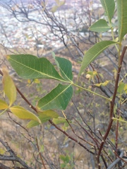 Ptelea trifoliata