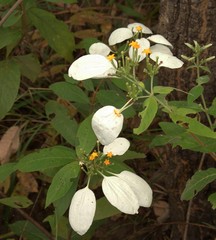 Mussaenda pubescens