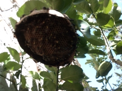 Polybia occidentalis