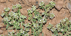 Lepidium navasii