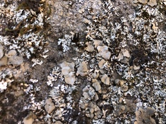 Dermatocarpon muhlenbergii