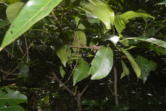 Cordiera sessilis