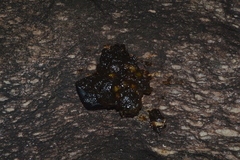 Cordiera sessilis