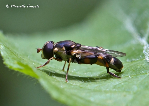 Thick-legged Hover Fly, photo 3 of 10