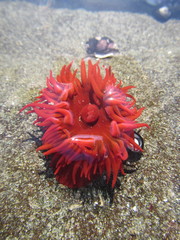 Anemonia alicemartinae