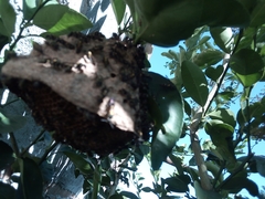 Polybia occidentalis