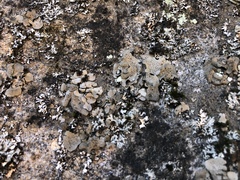 Dermatocarpon muhlenbergii