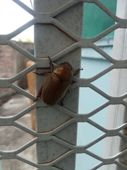 Pelidnota strigosa