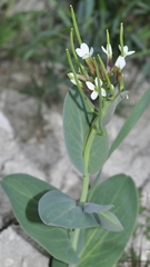 Conringia orientalis