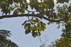 Pseudobombax longiflorum