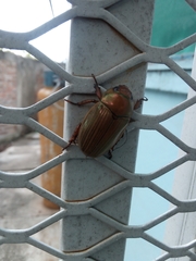 Pelidnota strigosa