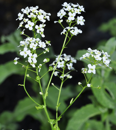 Tall Scurvygrass (Cochlearia megalosperma)