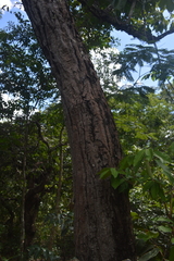 Pseudobombax longiflorum