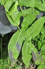 Cochlearia megalosperma