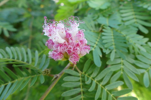 Calliandra surinamensis