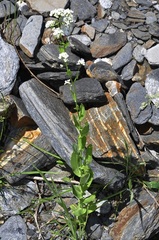 Cochlearia megalosperma