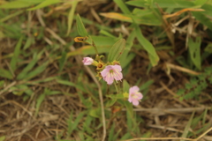 Chaetogastra gracilis