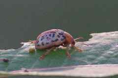 Calligrapha verrucosa