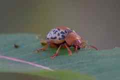 Calligrapha verrucosa