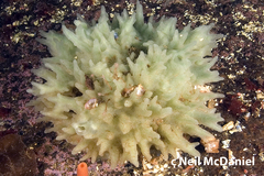 Halichondria sitiens