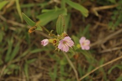 Chaetogastra gracilis