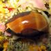 Lurid Cowry - Photo (c) Sylvain Le Bris, some rights reserved (CC BY-NC), uploaded by Sylvain Le Bris