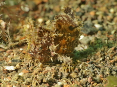 Abantennarius nummifer