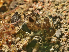 Abantennarius nummifer
