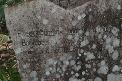 Pseudobombax longiflorum