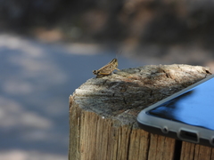 Dichroplus pratensis