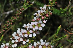 Leptospermum liversidgei
