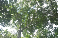 Piptadenia gonoacantha