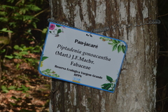 Piptadenia gonoacantha