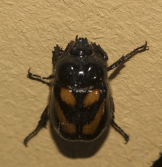 Oryctomorphus bimaculatus