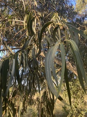 Eucalyptus