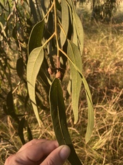Eucalyptus