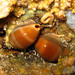 Lurid Cowry - Photo (c) Sylvain Le Bris, some rights reserved (CC BY-NC), uploaded by Sylvain Le Bris