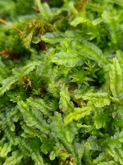 Lophocolea semiteres