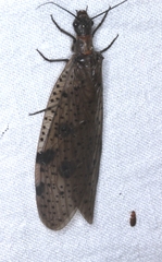 Archichauliodes guttiferus