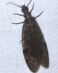 Archichauliodes guttiferus