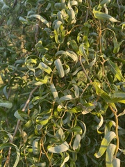 Salix babylonica tortuosa