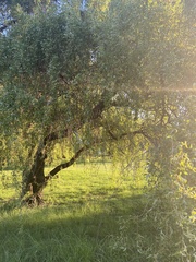 Salix babylonica tortuosa