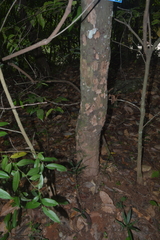 Myrcia tomentosa