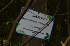 Myrcia tomentosa